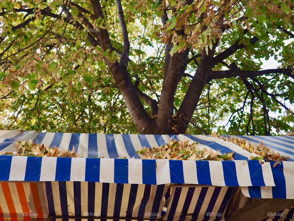 Fallen leaves on the striped awning in the market on the Cours Saleya in Nice, France.