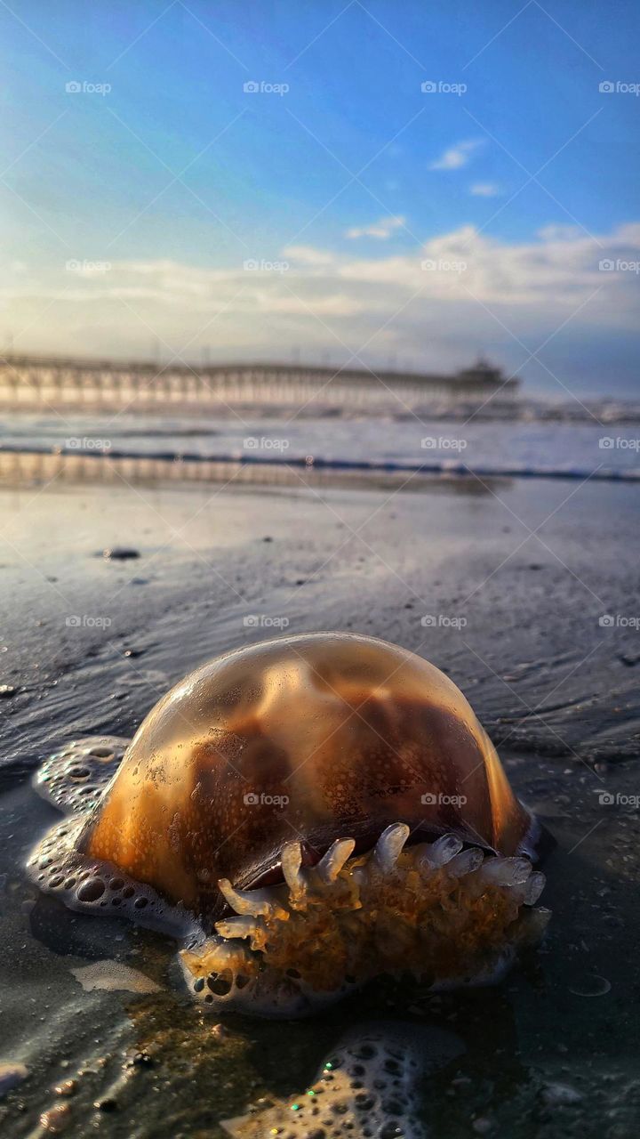 jellyfish on the beach near the pier