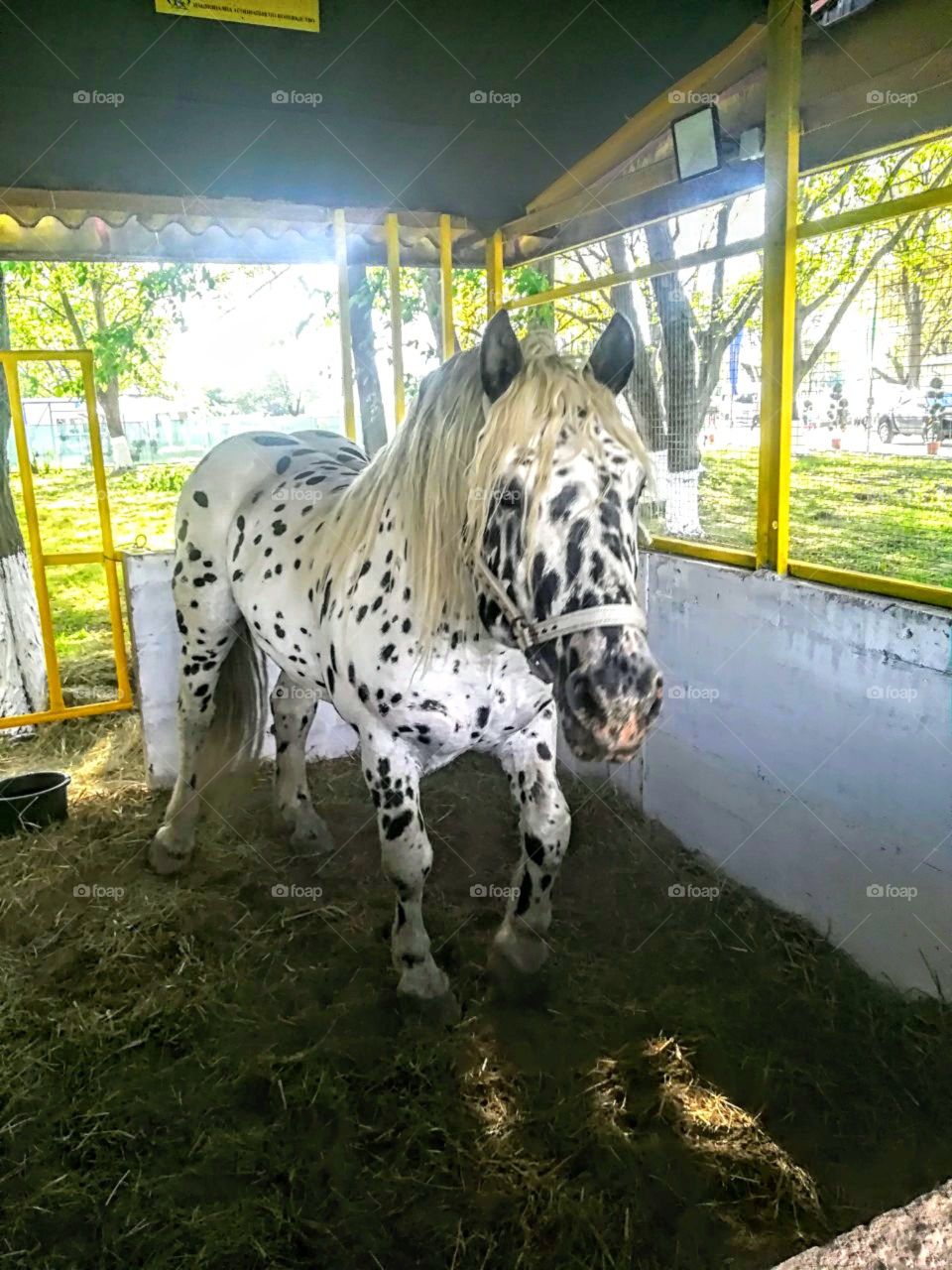 Beautiful Dalmatian.