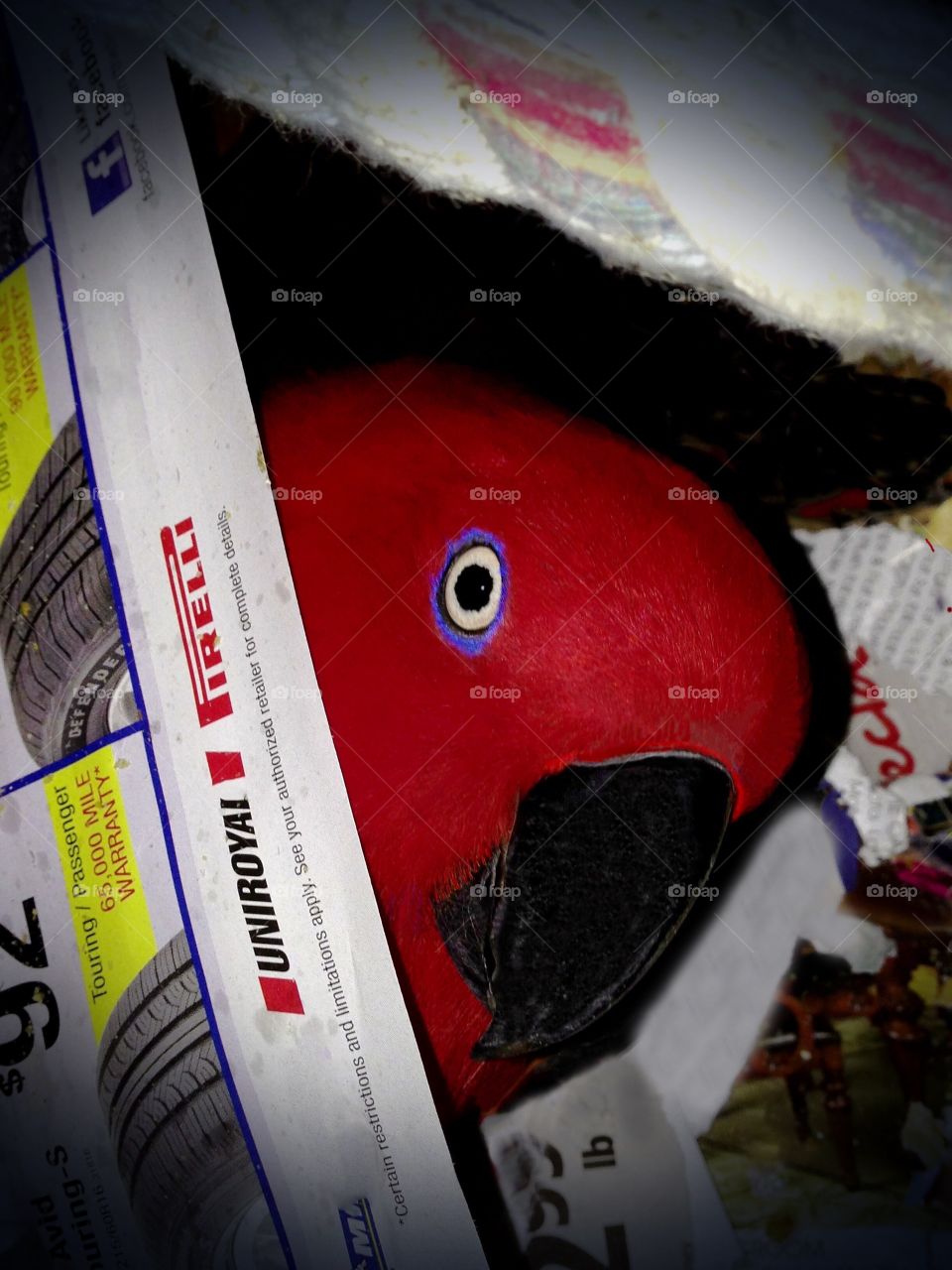 Beautiful red Parrot playing peek-a-boo in the newspaper.