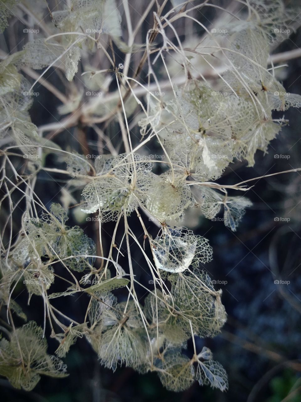 winter flora