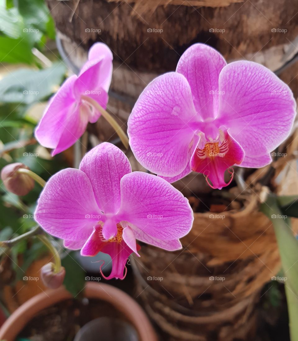 flower of the spring - Orchid