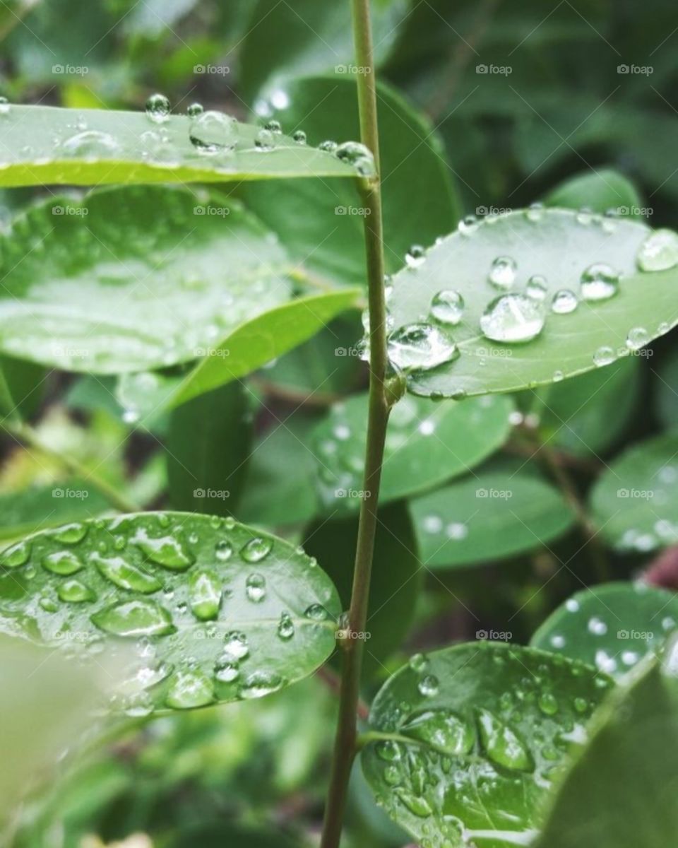 ich war ein bisschen spazieren & euch ein tolles Foto gemacht! 🌱🌿🍃💧☔💚
