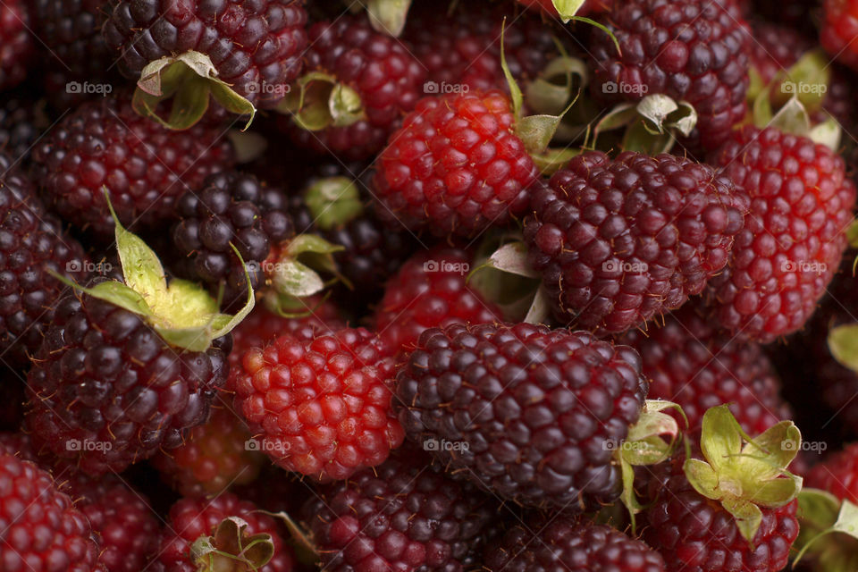 Loganberries raspberries Bayas- fruit- black - Zarzamora - Rosaceae .