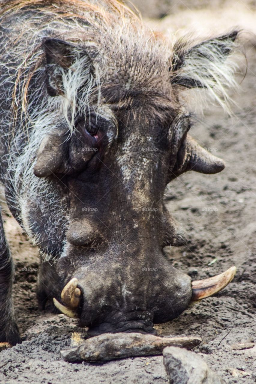 Warthog