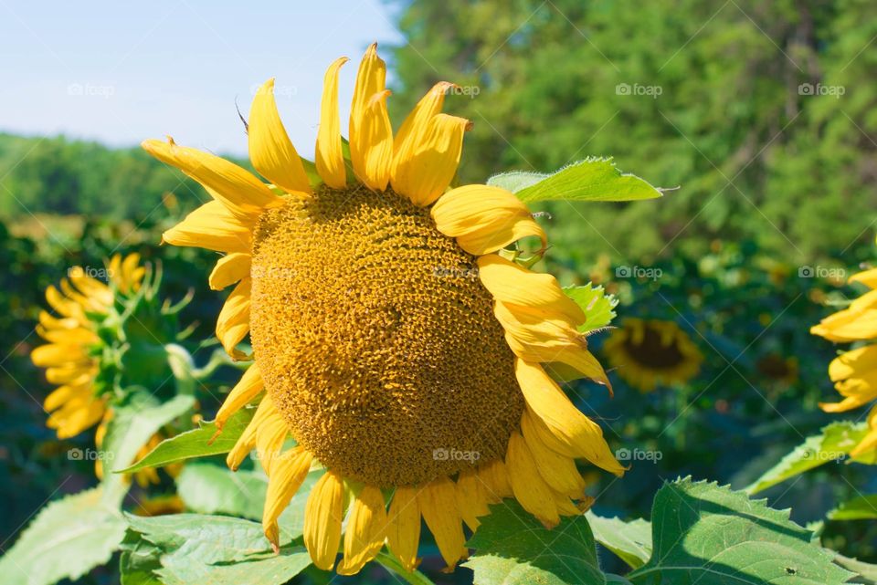 sunflower