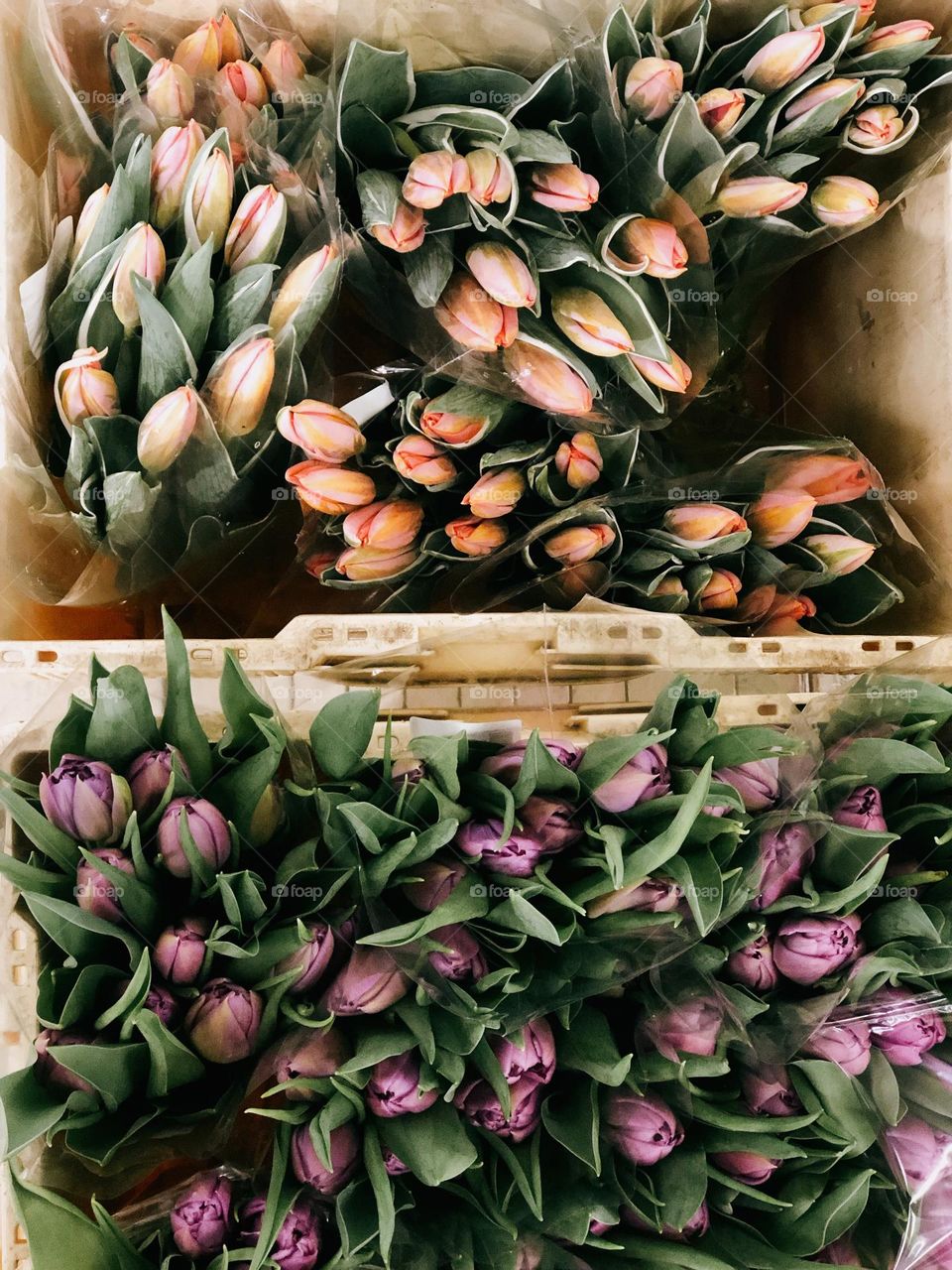 Colourful tulips 