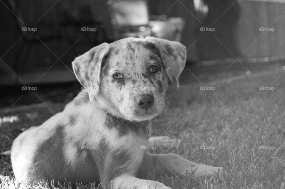 Dog, Mammal, Canine, Portrait, Animal