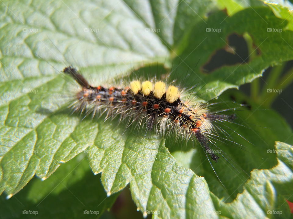 A couple of these eating blackcurrant 