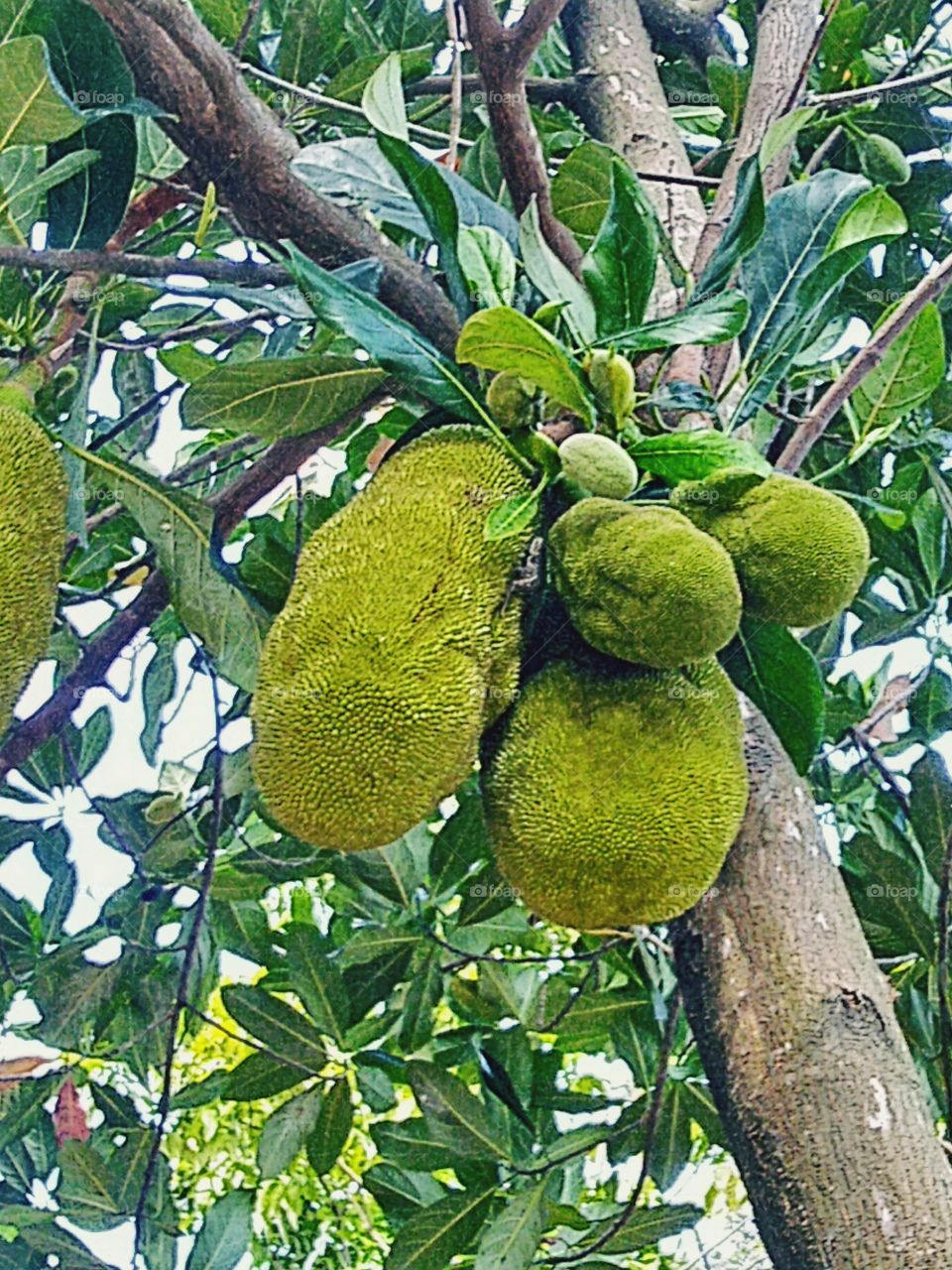 Jackfruit is the name of a type of tree, as well as its fruit.