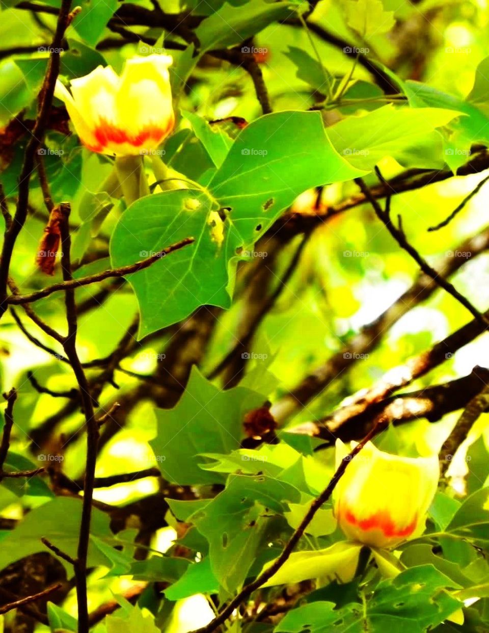 Maple tulip tree