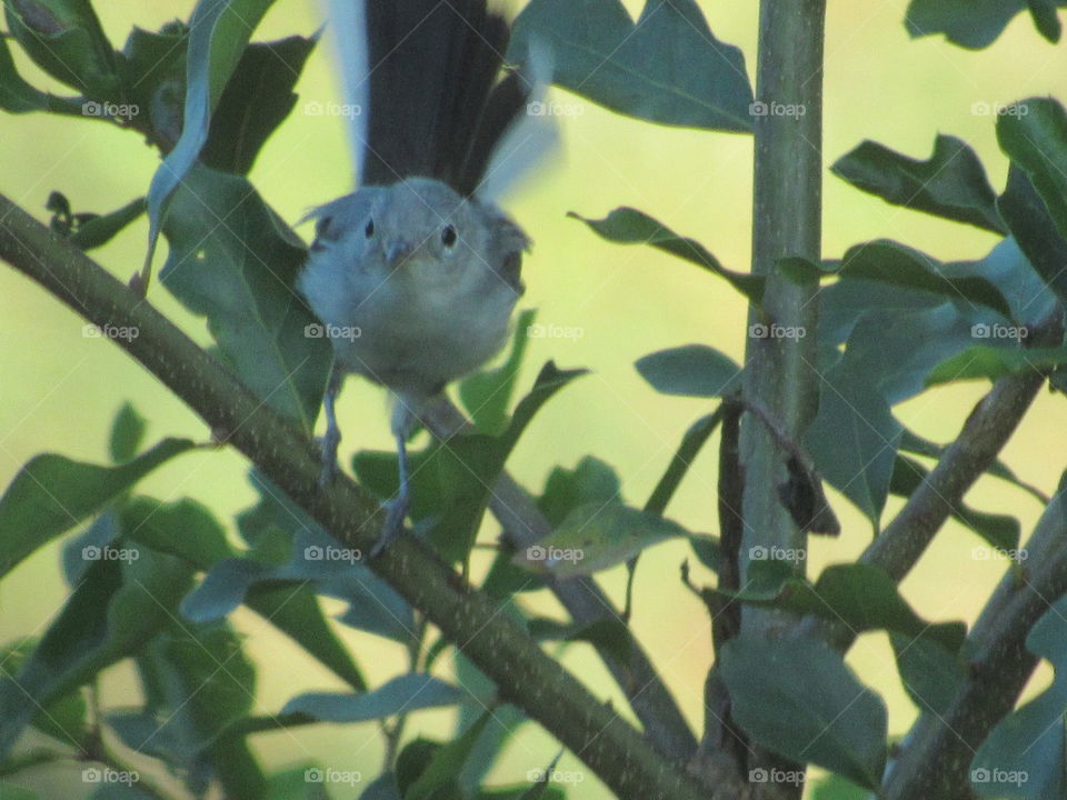 Blue-grey Gnatcatcher