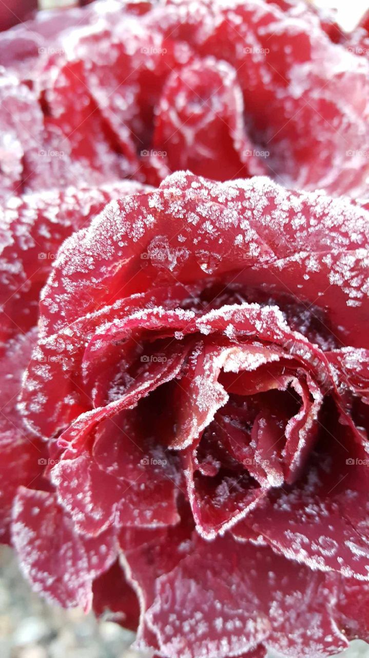 Frozen Rose