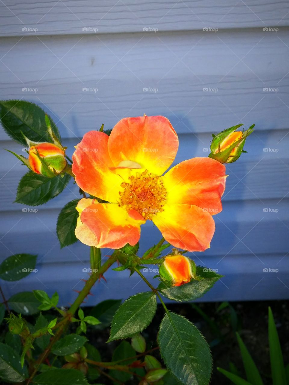 BiColor Roses
