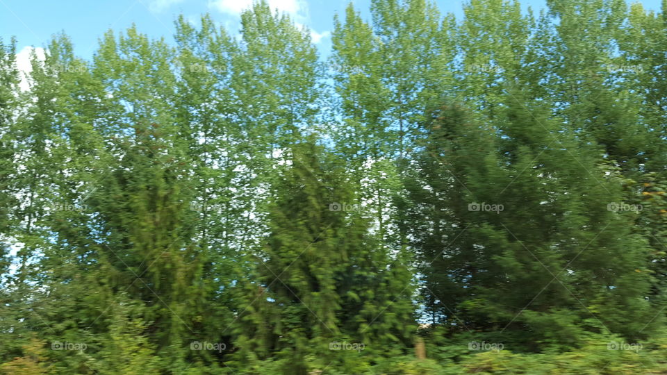 trees