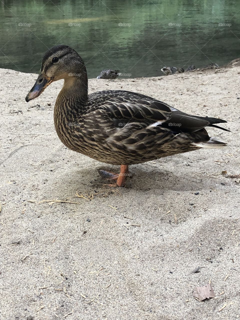 Duck on the Sand
