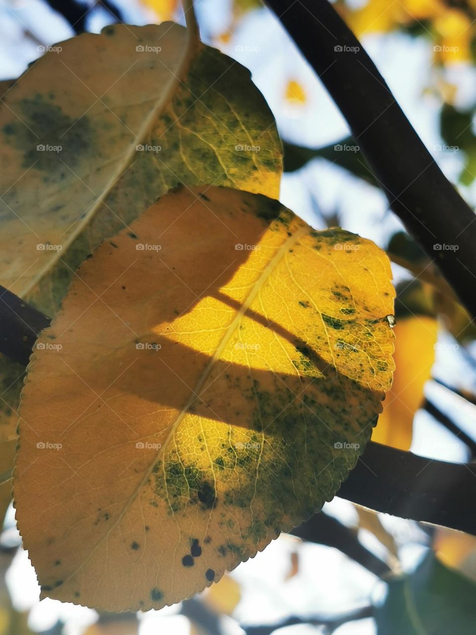 Autumn colours of a pear tree