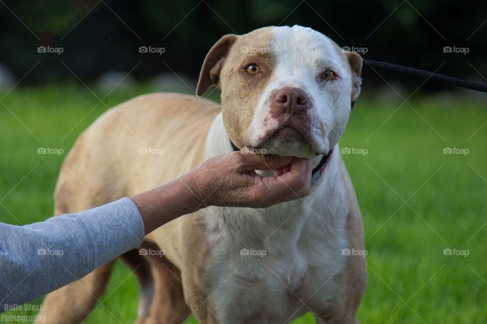 Dog, Grass, Mammal, Portrait, Pet