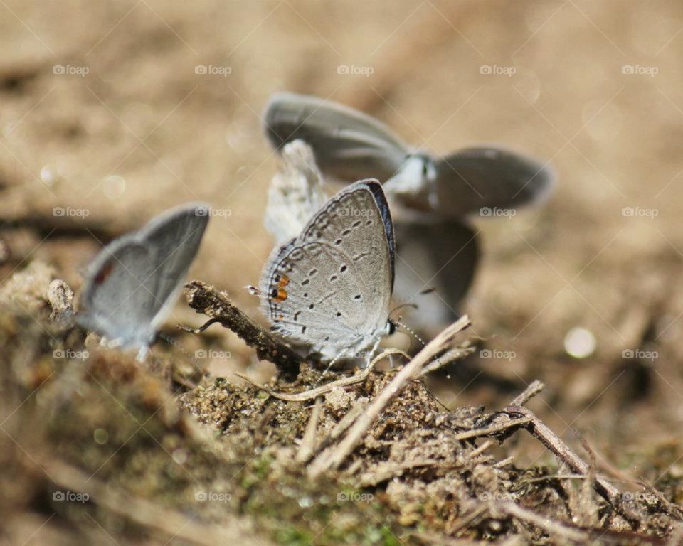 Small butterflies