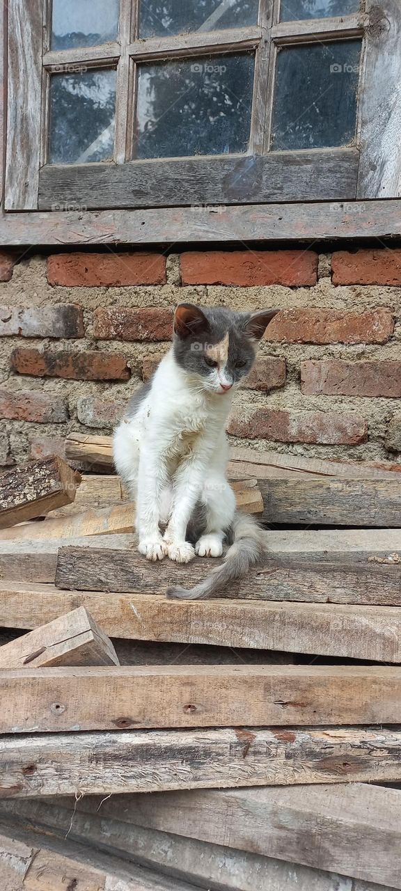 Kitten sitting on a pile of wood