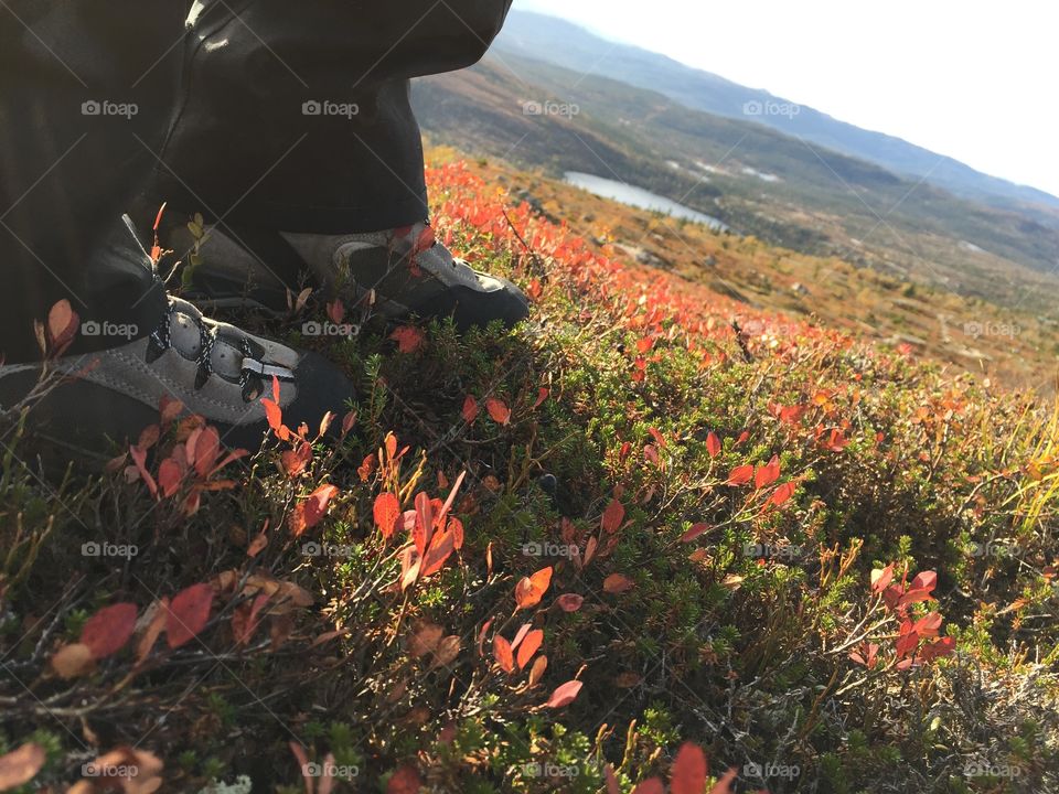 Hallingdal, Flå, Norway. Hiking in the colorful fall mountains