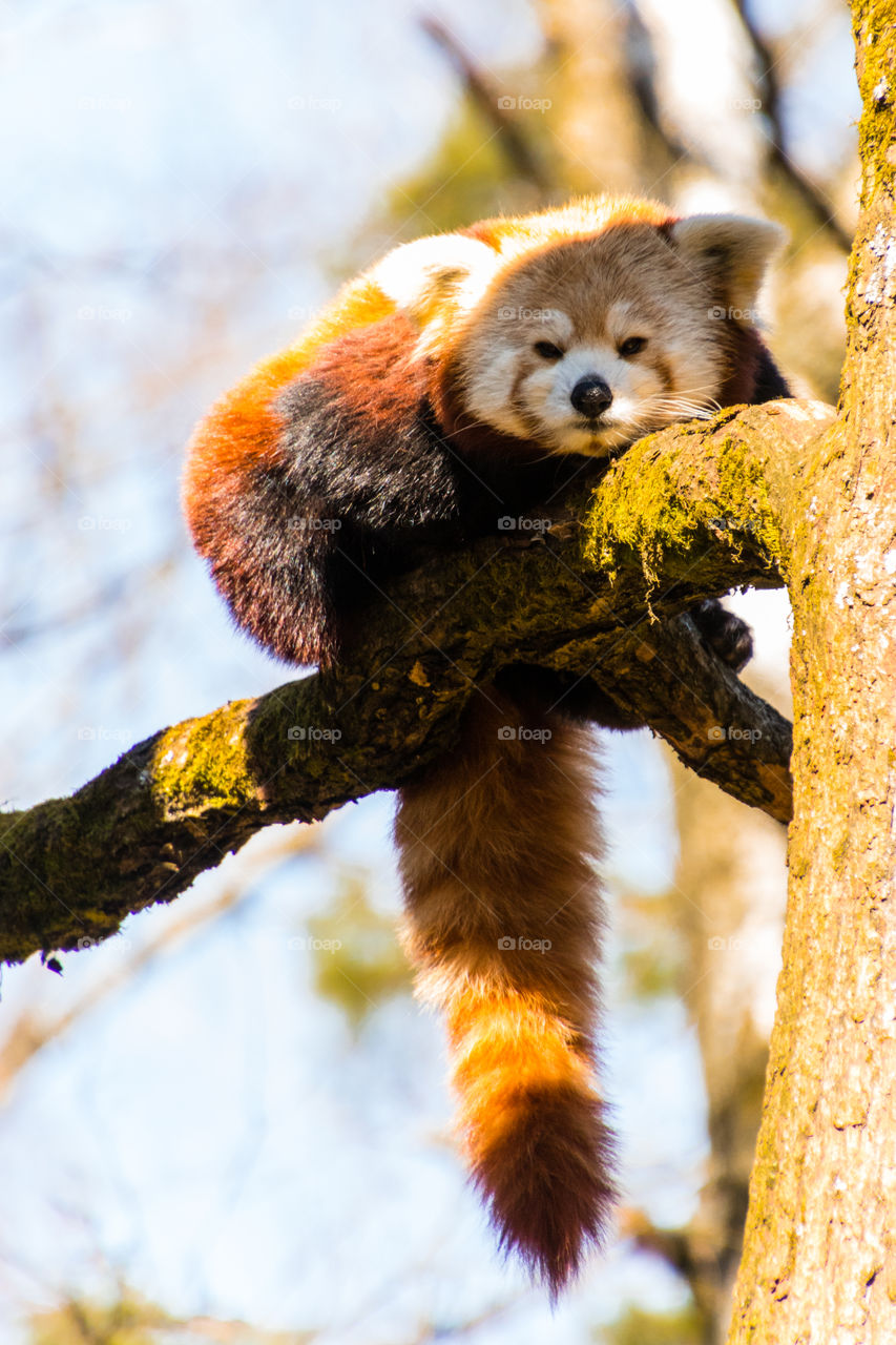 red Panda enjoying a lazy afternoon in the spring sun.