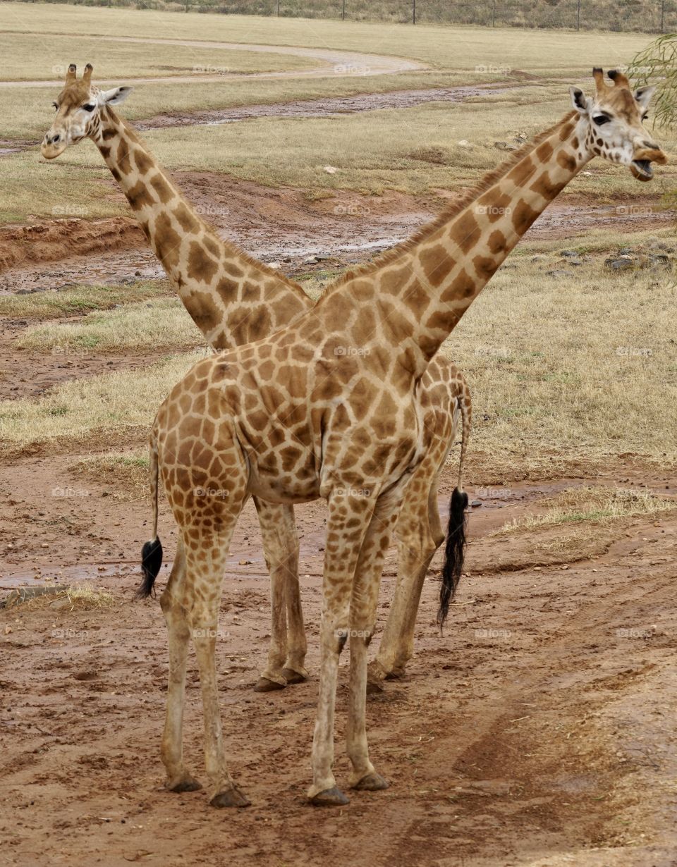 Crossed swords. Giraffes 