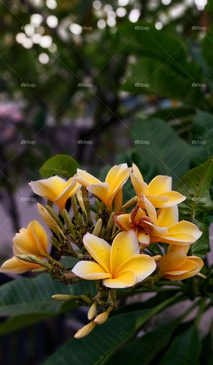 Plumeria rubra L. is the most common frangipani plant species, has the most varieties and is the most widely cultivated in the Bali region compared to other species