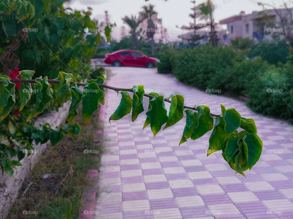 Green leaves and road is a background