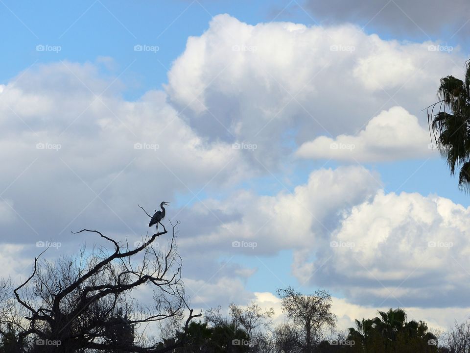 Heron silhouette in front of clouds 