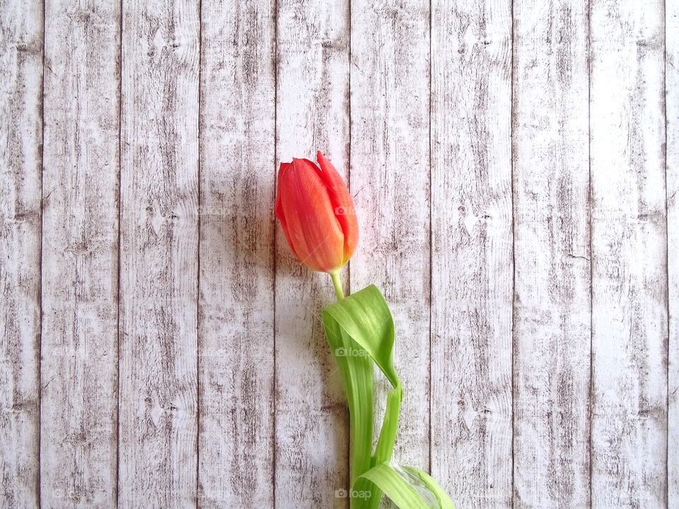 Red tulip