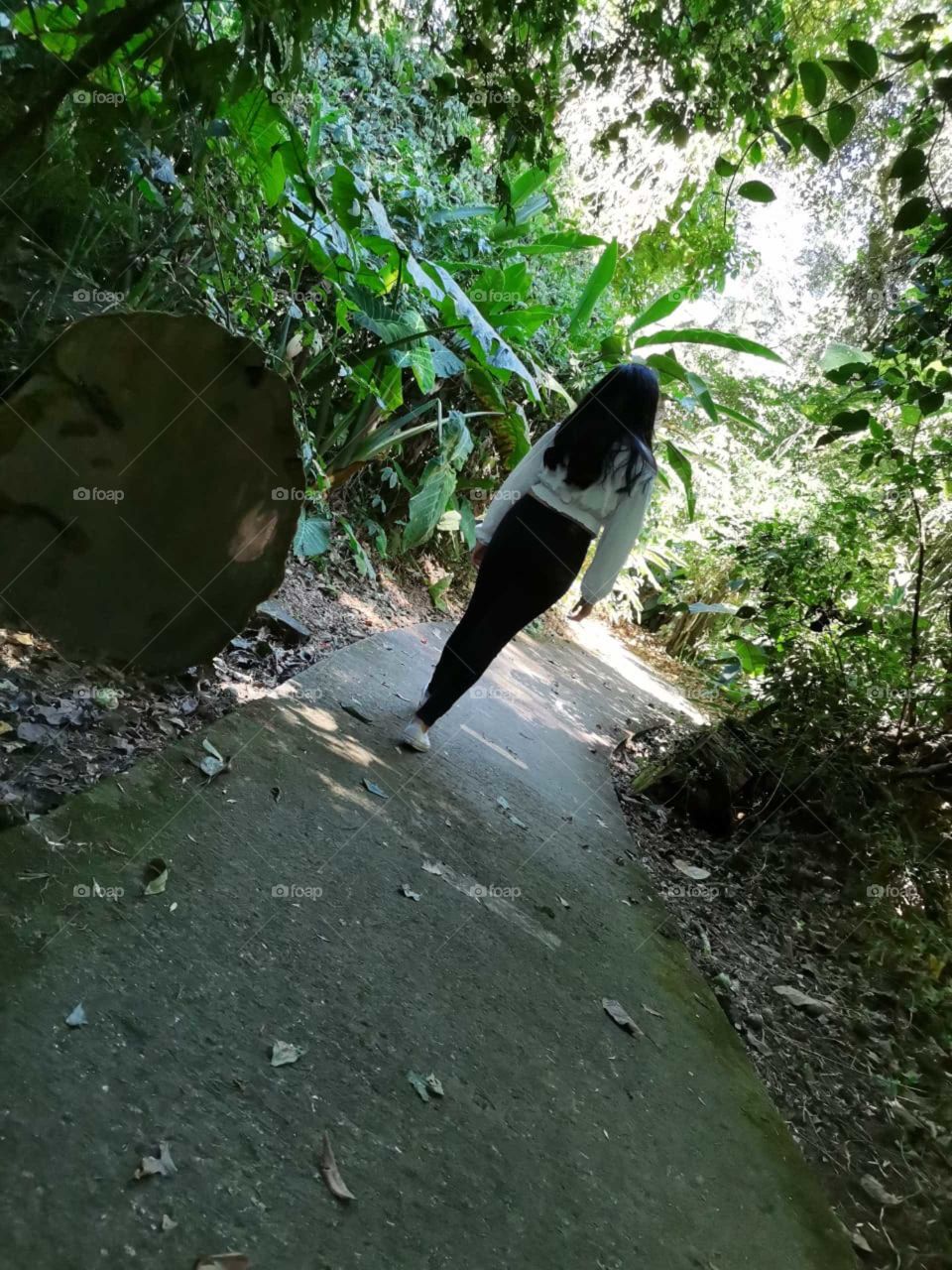 Morning in the forest