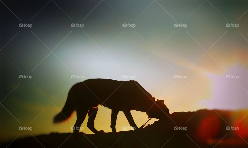 My lovely wolf discovering the outdoots