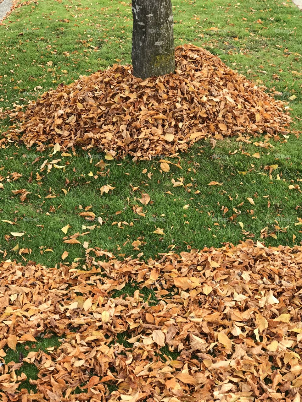 Raking golden leaves
