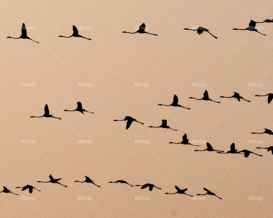 flamingos