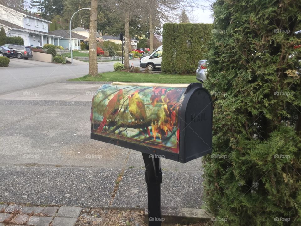 Mailbox in my neighborhood that was painted with a couple birds, one red, the other yellow.