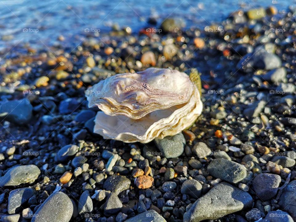 Oyster shell
