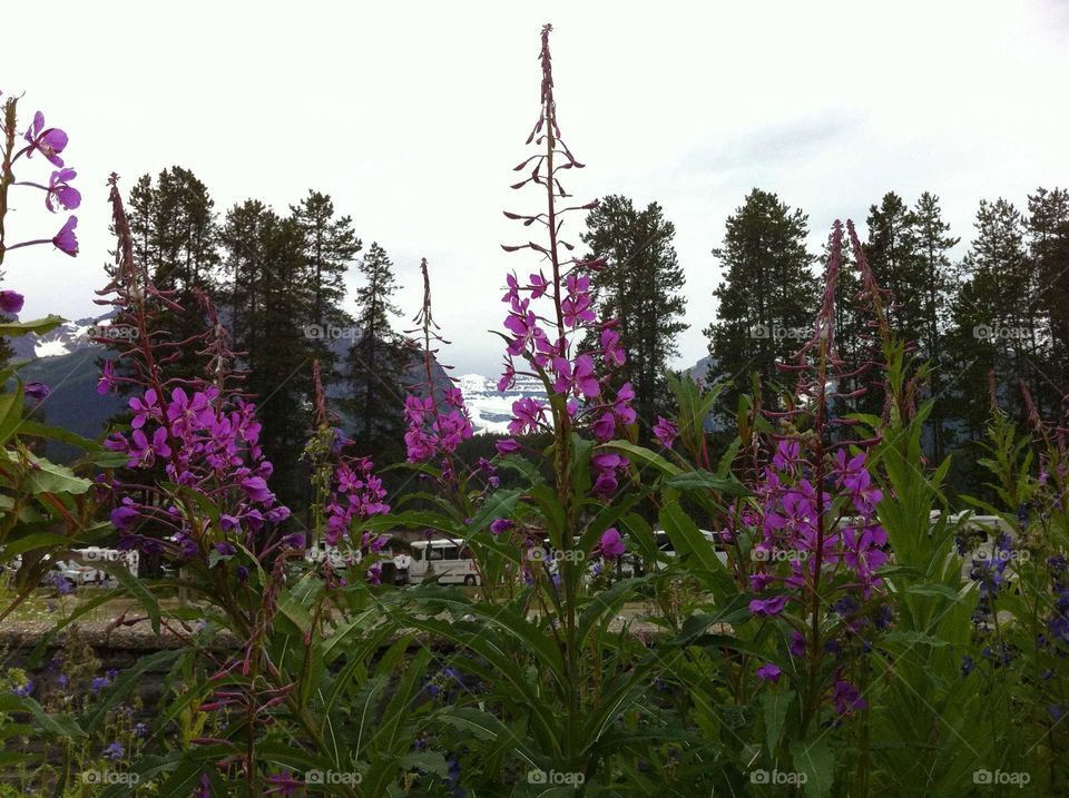 fireweed