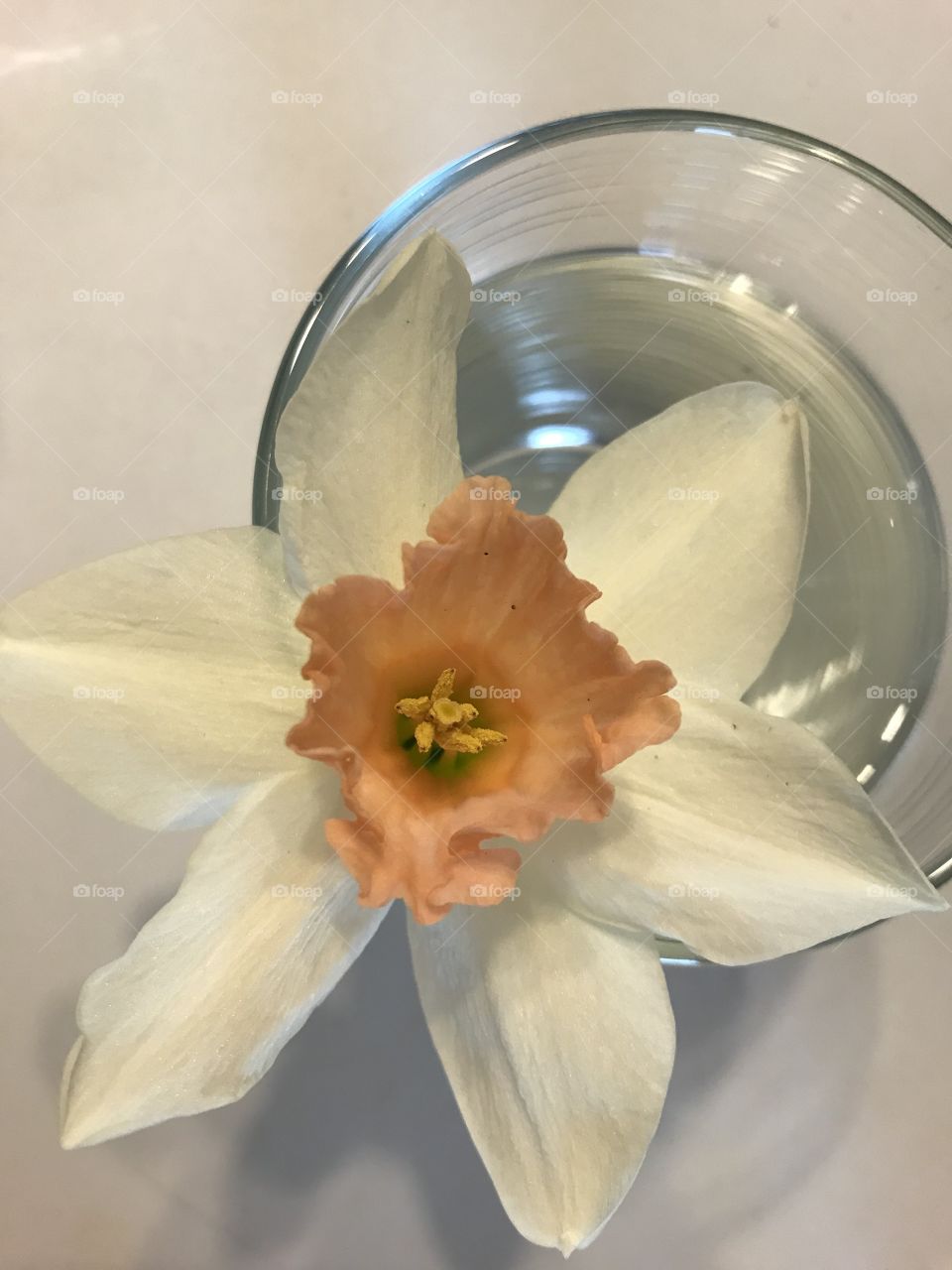 As spring bloomed in our yard, my son would come in from walking the dog with an occasional gift of flowers from our yard. This daffodil was one of the first. It may seem like a simple little flower in a glass but means the world to me!