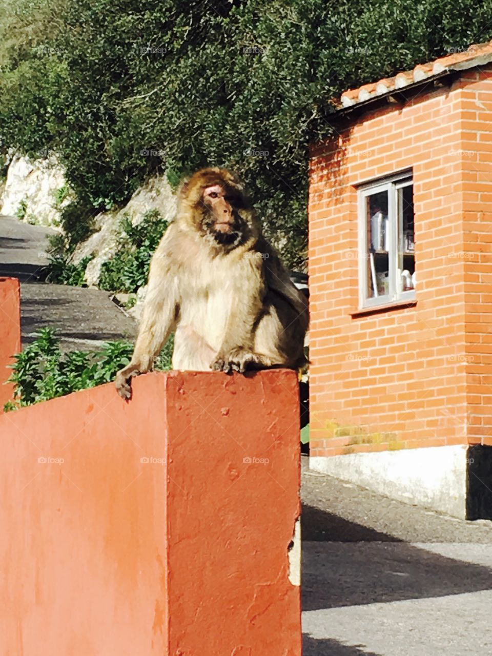 Nature Reserve-macaques 