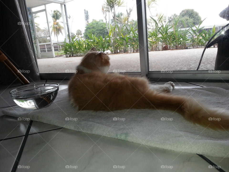 tropical cat day dreaming