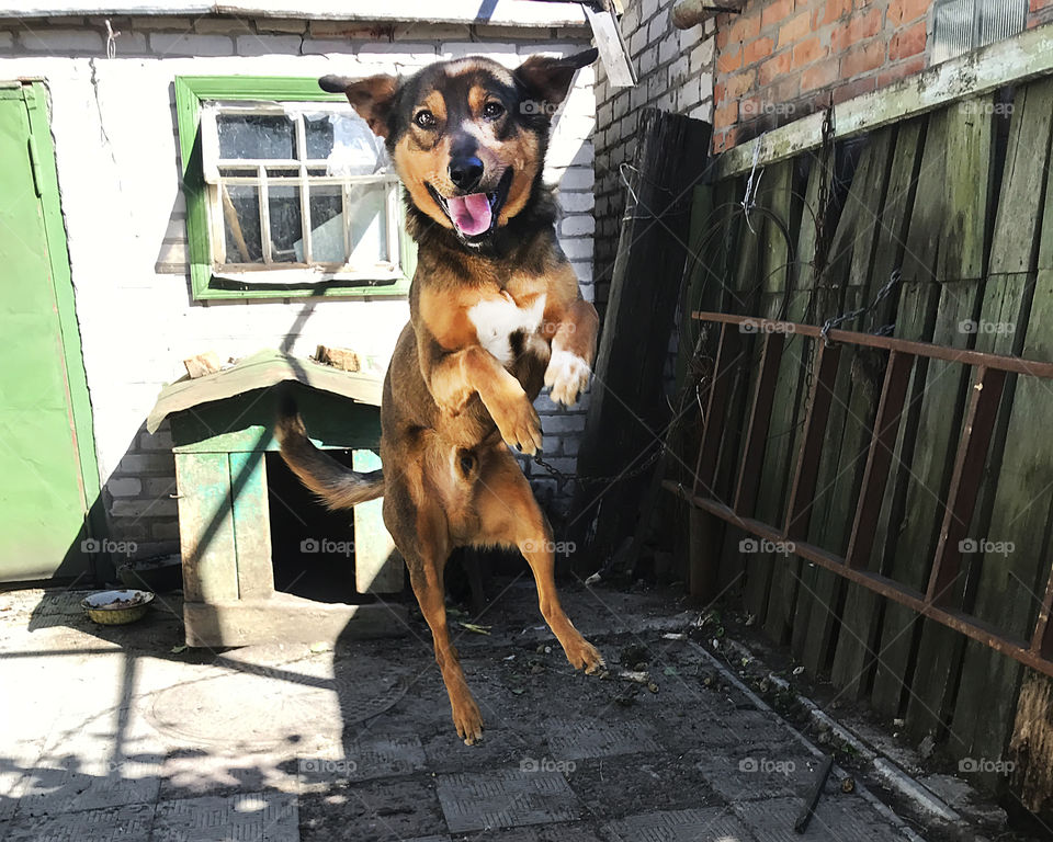 Cute jumping happy dog in the countryside 