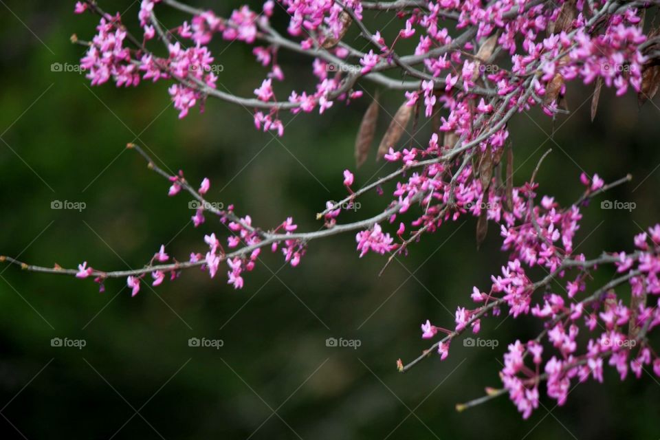 Redbud in Bloom