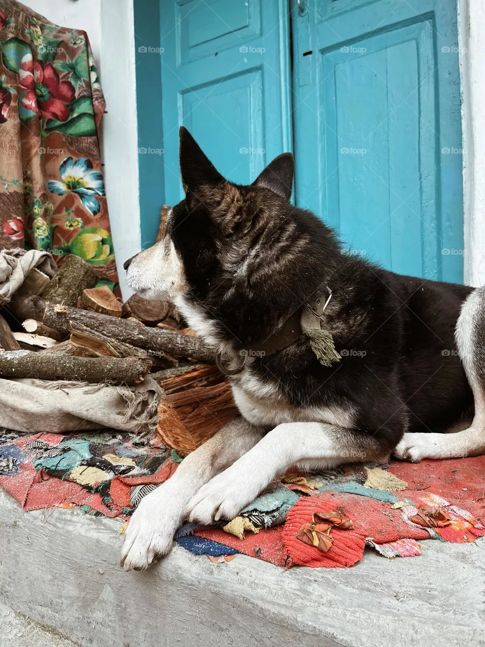 Ukrainian dog