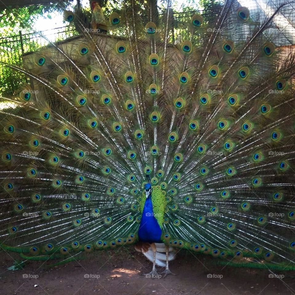 Peacock