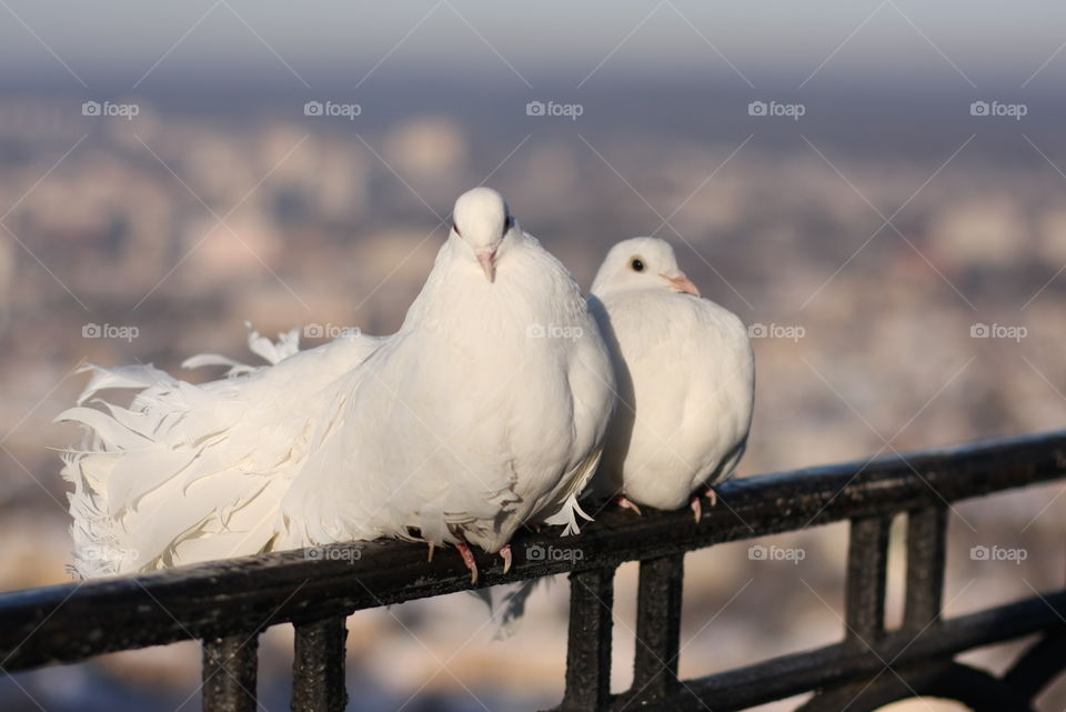 White Dove in Lvov