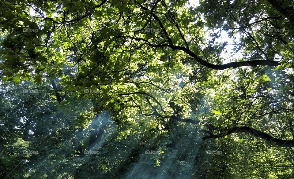 Tree, Wood, Leaf, Nature, Landscape