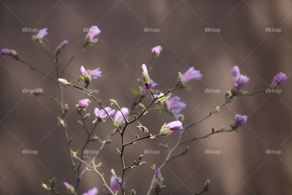 pink magnolia