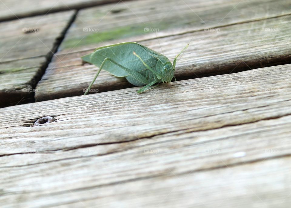 Leaf Bug 2