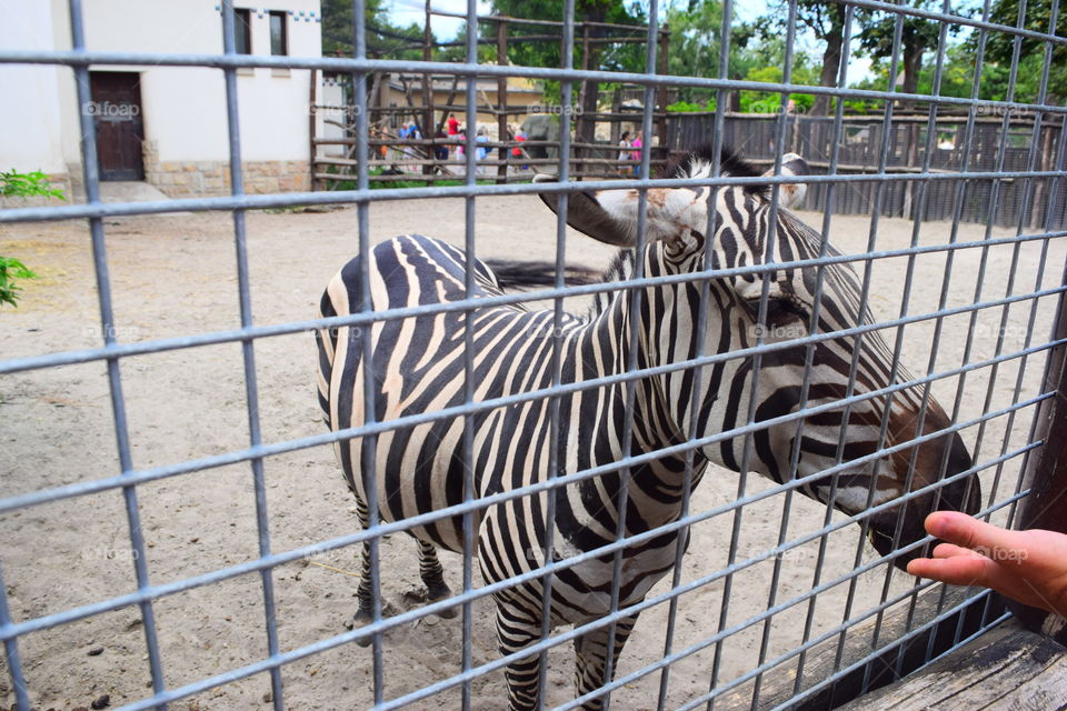 Zebra at Hungarian Zoo